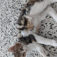 Tekir Kedi, Kedi  DANDİK fotoğrafı