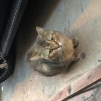 British Shorthair, Kedi  Corci fotoğrafı