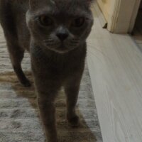 British Longhair, Kedi  Duman fotoğrafı