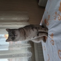 British Shorthair, Kedi  Lady fotoğrafı