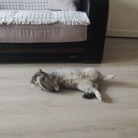 British Shorthair, Kedi  Lady fotoğrafı