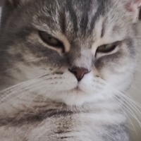 British Shorthair, Kedi  Lady fotoğrafı