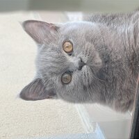 British Shorthair, Kedi  Cookie fotoğrafı