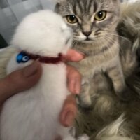 Scottish Fold, Kedi  Badem fotoğrafı