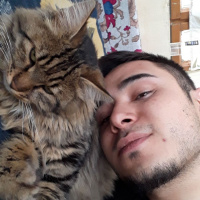 Maine Coon, Kedi  sultan fotoğrafı