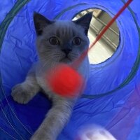 British Shorthair, Kedi  Mavi fotoğrafı