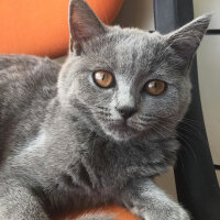 British Shorthair, Kedi  Mia fotoğrafı