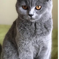 British Shorthair, Kedi  Mia fotoğrafı