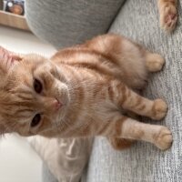 British Shorthair, Kedi  Tosi fotoğrafı