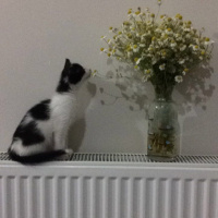 Tekir Kedi, Kedi  Banu fotoğrafı