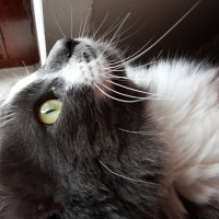 Norwegian Forest, Kedi  duman fotoğrafı