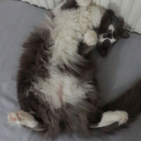 Norwegian Forest, Kedi  duman fotoğrafı