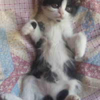 Norwegian Forest, Kedi  duman fotoğrafı