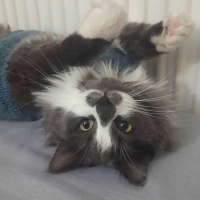 Norwegian Forest, Kedi  duman fotoğrafı