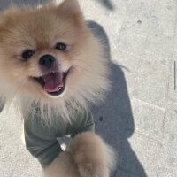 Pomeranyalı, Köpek  Puppy fotoğrafı