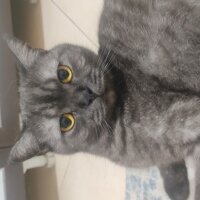 British Shorthair, Kedi  Oscar fotoğrafı