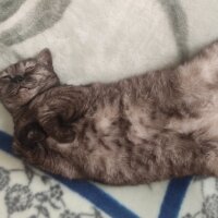 British Shorthair, Kedi  Oscar fotoğrafı