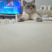 British Shorthair, Kedi  Lili fotoğrafı