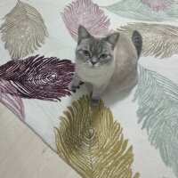 British Shorthair, Kedi  Lili fotoğrafı