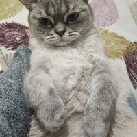 British Shorthair, Kedi  Lili fotoğrafı