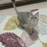 British Shorthair, Kedi  Lili fotoğrafı