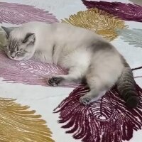 British Shorthair, Kedi  Lili fotoğrafı