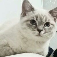 British Shorthair, Kedi  Lili fotoğrafı