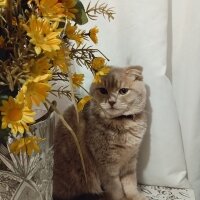 Scottish Fold, Kedi  Mars fotoğrafı