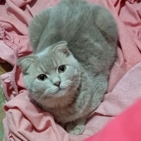 Scottish Fold, Kedi  Mars fotoğrafı