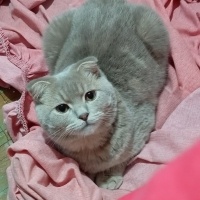 Scottish Fold, Kedi  Mars fotoğrafı