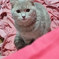 Scottish Fold, Kedi  Mars fotoğrafı