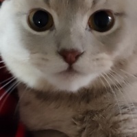Scottish Fold, Kedi  Mars fotoğrafı