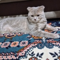 Scottish Fold, Kedi  Mars fotoğrafı