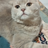 Scottish Fold, Kedi  Mars fotoğrafı