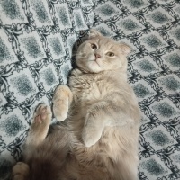 Scottish Fold, Kedi  Mars fotoğrafı