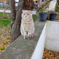 Scottish Fold, Kedi  Mars fotoğrafı