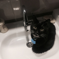 Tekir Kedi, Kedi  Salem fotoğrafı