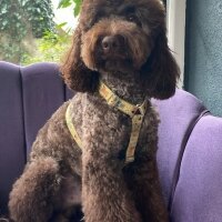 Poodle (Minyatür Kaniş), Köpek  ÇİKO fotoğrafı