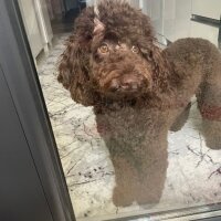 Poodle (Minyatür Kaniş), Köpek  ÇİKO fotoğrafı