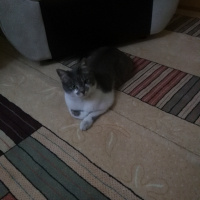 Tekir Kedi, Kedi  Duman fotoğrafı