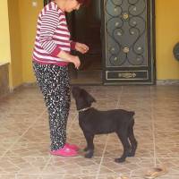 Cane Corso Italiano, Köpek  Baron fotoğrafı