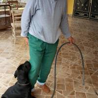 Cane Corso Italiano, Köpek  Baron fotoğrafı