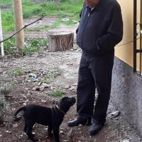 Cane Corso Italiano, Köpek  Baron fotoğrafı