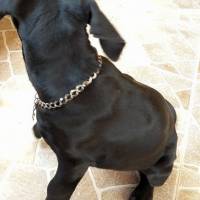 Cane Corso Italiano, Köpek  Baron fotoğrafı