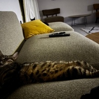 Tekir Kedi, Kedi  Prens fotoğrafı
