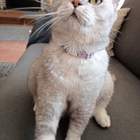 British Shorthair, Kedi  Mia fotoğrafı