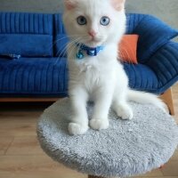 Ankara Kedisi, Kedi  Lokum fotoğrafı