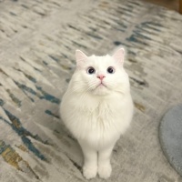 Ankara Kedisi, Kedi  Lokum fotoğrafı