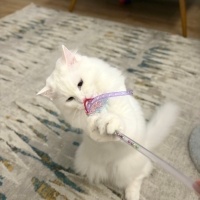 Ankara Kedisi, Kedi  Lokum fotoğrafı
