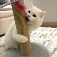 Ankara Kedisi, Kedi  Lokum fotoğrafı
